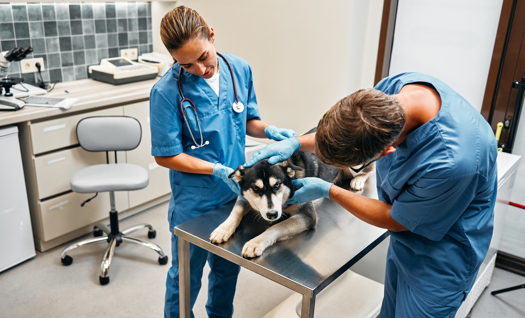Animals for examination and treatment in the veterinary clinic