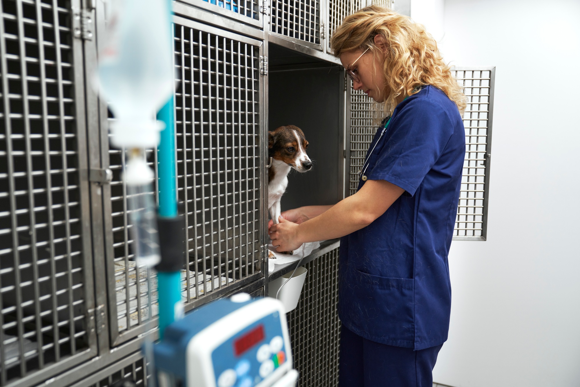 Female veterinary doctor helping small dog by cages