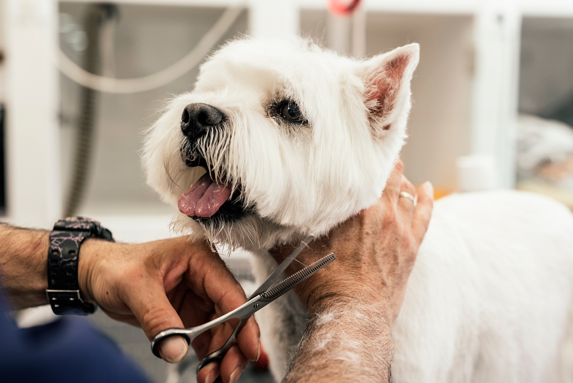 Grooming a little dog.